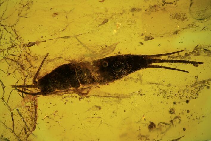 Detailed Fossil Bristletail (Archaeognatha) In Baltic Amber #102801